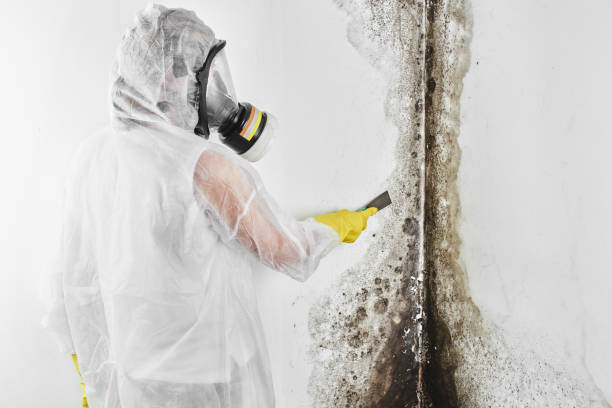 Best Commercial Mold Remediation in Caoncito, NM
