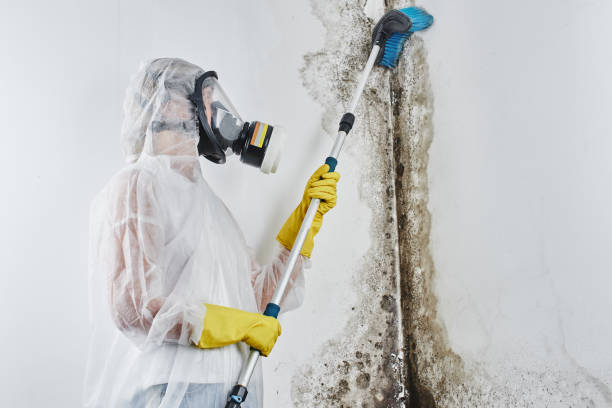 Best Kitchen Mold Remediation in Caoncito, NM