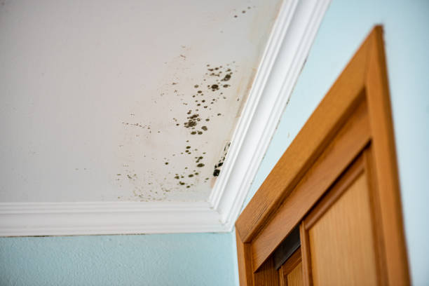 Best Emergency Mold Remediation in Caoncito, NM