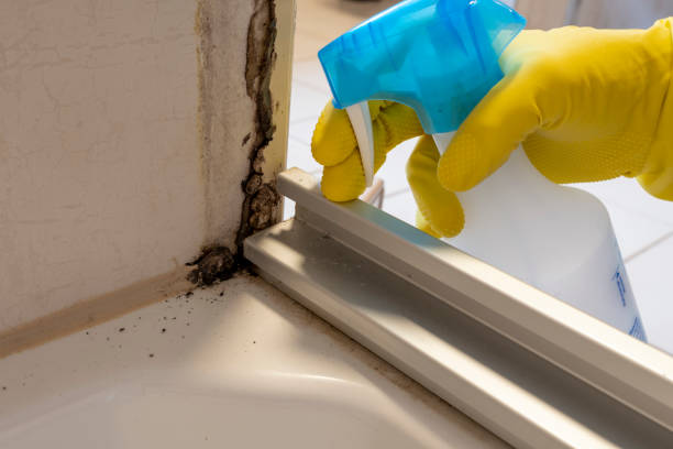 Best Mold Remediation for Specific Building Types in Caoncito, NM