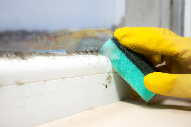 Best Health and Safety Mold Remediation in Caoncito, NM