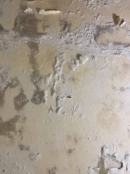 Best Mold Remediation for Specific Building Types in Caoncito, NM