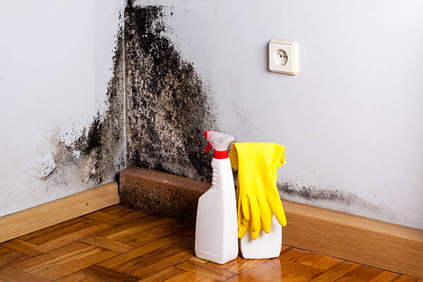 Best Mold Remediation for Schools in Caoncito, NM