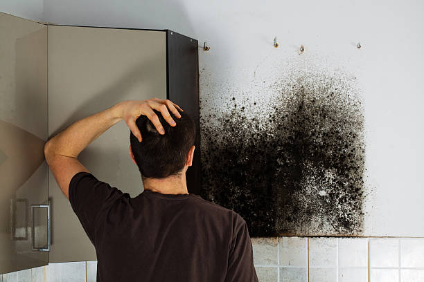 Best Black Mold Remediation in Caoncito, NM