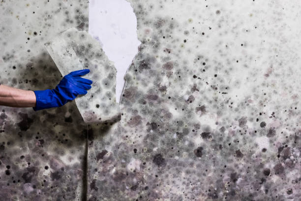Best Post-Flood Mold Remediation in Caoncito, NM